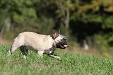 BOULEDOGUE FRANCAIS 624